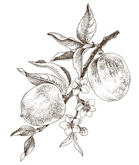 Poster - Peach tree branch with flowers and ripe fruits