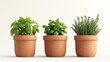 © tanayoch - Fresh herbs in terracotta pots, perfect for cooking or home decor. Enhance your kitchen with vibrant green plants.