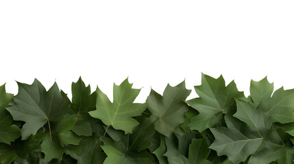 Wall Mural - green maple leaves  isolated on transparent background with copy space for text