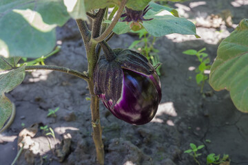 Poster - Stem of eggplant with purple fruit on field, bottom view