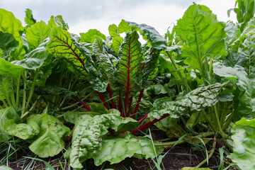 Wall Mural - Tops of red beetroot among the other beet on field