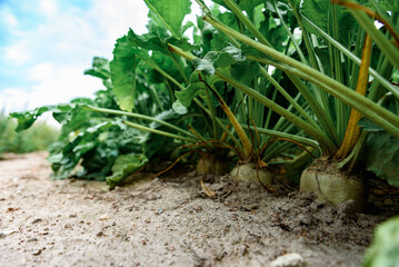 Wall Mural - Sugar beet plants growing in field in summer. Harvesting.