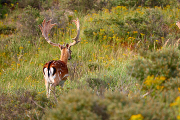 Deer in The Amsterdamse Waterleidingduinen in Duizendmeterweg, Bentveld. Sand-dune nature reserve with a trail network, visitor center and habitat for foxes and fallow deer. Bentveld, Netherlands. 