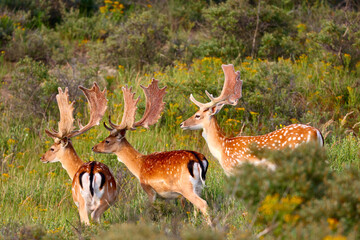 Deer in The Amsterdamse Waterleidingduinen in Duizendmeterweg, Bentveld. Sand-dune nature reserve with a trail network, visitor center and habitat for foxes and fallow deer. Bentveld, Netherlands. 