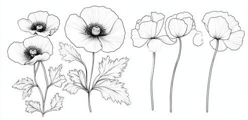 The image shows a one line flower set with continuous outline style. It is suitable for decoration, botanical floral elements, blossom one line art for weddings, and spring concept backgrounds.