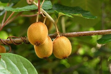 Kiwi fruit on a tree branch on a background of leaves