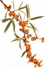 Wall Mural - A branch with many orange berries on it. The berries are clustered together and are of various sizes