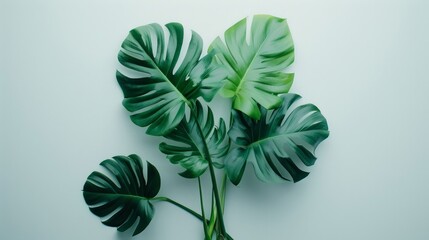 top down photo of a monstera plant, studio photography, soft volumetric lighting, shot on kodak film, white background, AI Generative