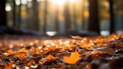 Canvas Print - Golden leaves in fall