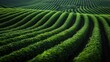 © Dulemegapixel - An expansive view of lush green agricultural fields with perfectly parallel rows of crops, exemplifying the beauty of organized farming and the bounty of nature.