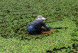 © onlyyouqj - Farmers pick water shield vegetables in the fields during summer