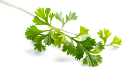 Falling Coriander leaf isolated on white background, full depth of field isolated with white highlights, png