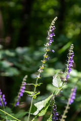 Wall Mural - Scutellaria altissima or tall skullcapsmall blue snapdragon-like flowers with green