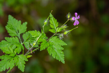 Wall Mural - Wild geranium plant with lilac purple flower, Geranium himalayense