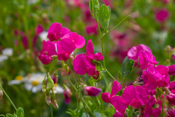 Wall Mural - Vicia sativa flowers are blooming in the field