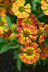 Wall Mural - Sneezeweed HayDay Red Bicolor flowers