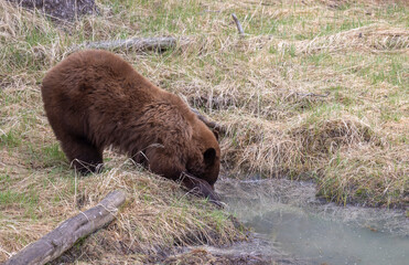 Sticker - Black Bear in Yellowstone National Park Wyoming in Springtime