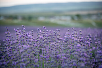 Wall Mural - Blooming lavender field. Beautiful purple flowers. Regional organic cultivation.