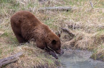 Wall Mural - Black Bear in Yellowstone National Park Wyoming in Springtime