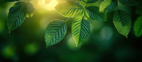 Poster - Sunlight filtering through green leaves