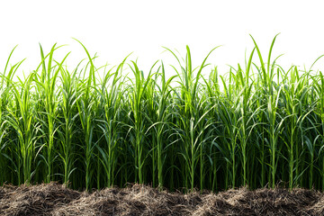 Sticker - sugar cane plantation isolated on transparent background 