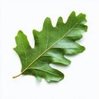 © Napaporn - oak leaf isolated on a white background