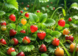 © Valentina - Small beautiful wild strawberries growing in the grass of the forest.