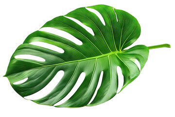 Wall Mural - Vibrant Green Monstera Leaf Isolated