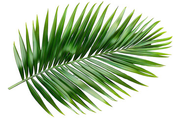 Wall Mural - Tropical Green Palm Leaf Isolated