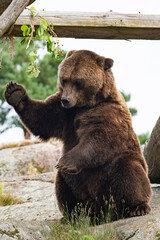brown bear
