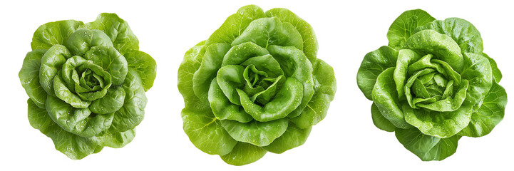 Wall Mural - A Set of head of green butter lettuce with its vibrant leaves and natural dew, isolated on a transparent background