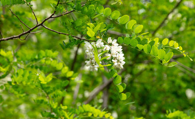 Canvas Print - Blooming white acacia flowers on nature