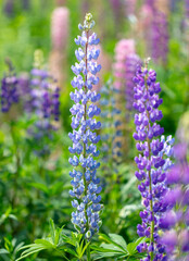 Sticker - Lupine flowers in nature. Close-up