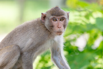 Wall Mural - Monkey outdoors in a tropical park