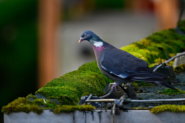 Canvas Print - Ringeltaube // Common wood pigeon (Columba palumbus)