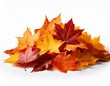 © Mis_TiKa - Pile of autumn colored leaves isolated on white background.A heap of different maple dry leaf .Red and colorful foliage colors in the fall season