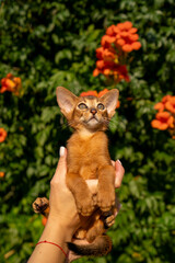 Close-up portrait of brown cute domestic abyssinian cat on green grass in a park