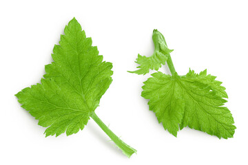 Wall Mural - Currant leaves isolated on white background. Top view. Flat lay