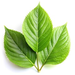 Close-up of juicy green leaves, isolated on white background