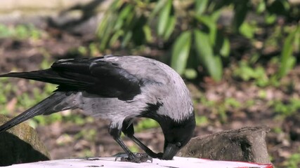 Canvas Print - the grey raven is looking for holes in boxes to get food from there