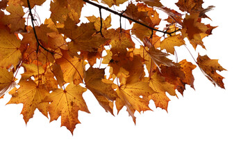 Wall Mural - isolated foliage. maple tree with leaves. fall leaf branch