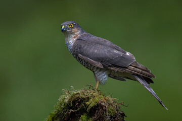 Wall Mural - Sparrowhawk (Accipiter nisus) in a Scottish forest clearing