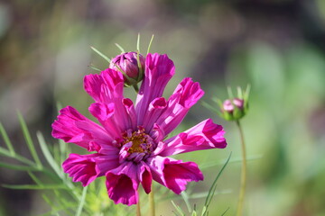 Poster - Sweden. Cosmos bipinnatus, commonly called the garden cosmos or Mexican aster, is a medium-sized flowering herbaceous plant in the daisy family Asteraceae, native to the Americas. 