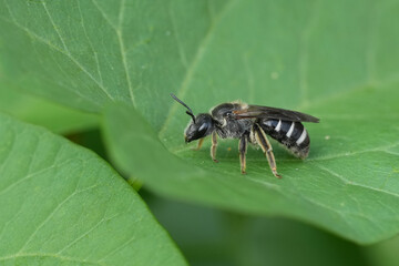 Wall Mural - Closeup on a female of the rare European Dark Giant furrow bee, Lasioglossum majus on a green leaf