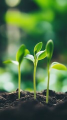 Poster - Close-up of young green seedlings growing