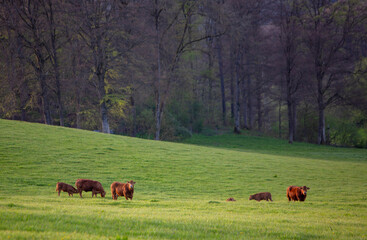 Wall Mural - brown cows and calves near forest in german sauerland