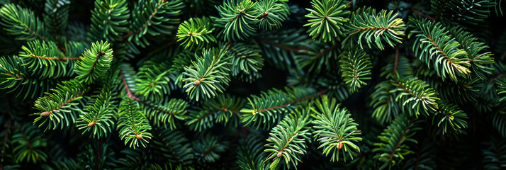Background of beautiful green spruce branches forming a natural texture