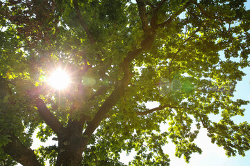 Sticker - Beautiful green tree in forest, low angle view