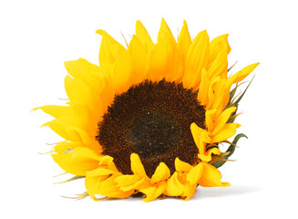 Wall Mural - One beautiful sunflower with bright petals isolated on white