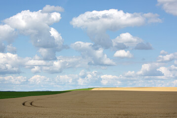 Wall Mural - shadows on cornfield and blue sky with white clouds